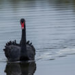 Cygne noir en Loire-Atlantique